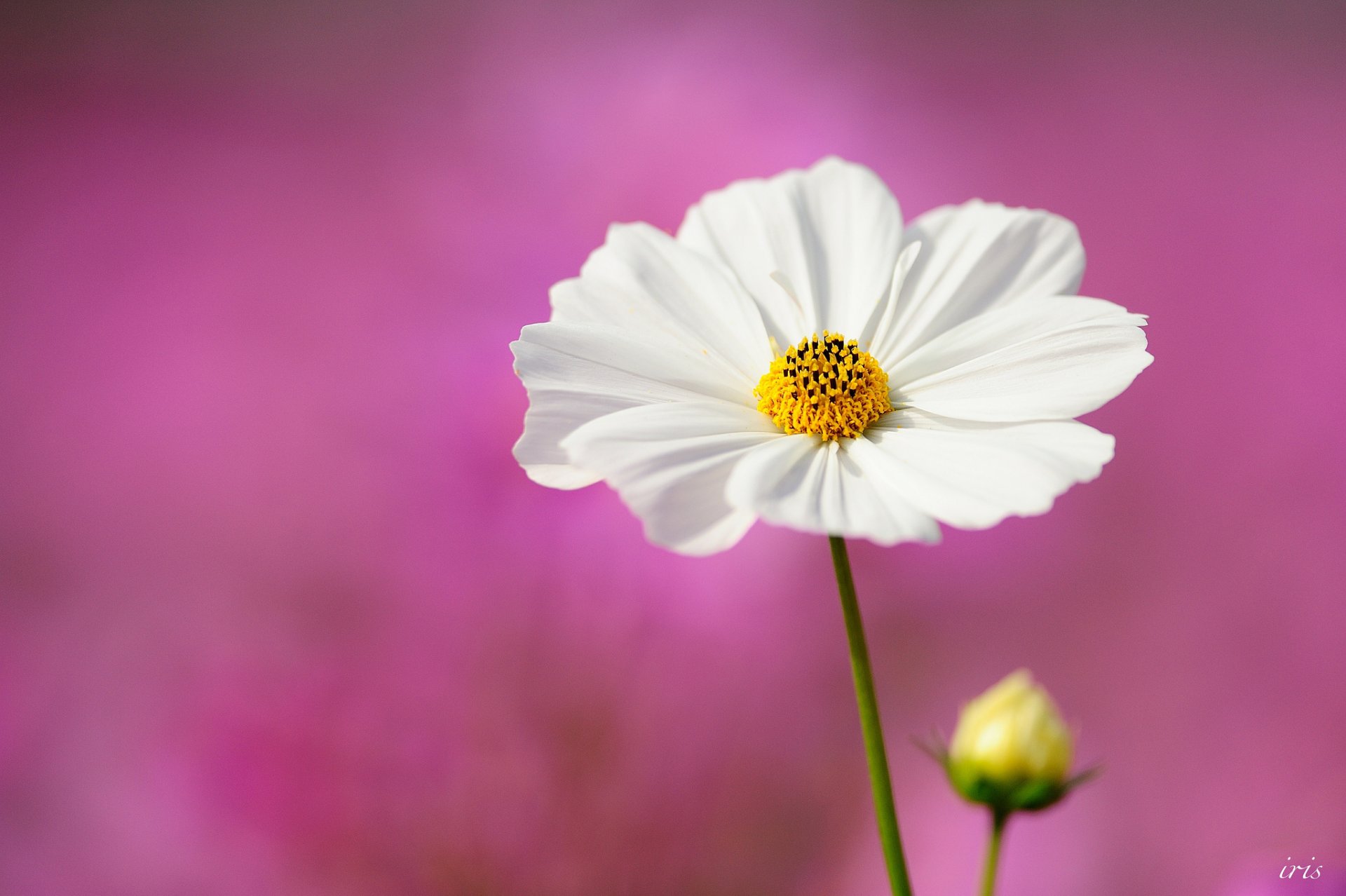 macro cosmea cosmo fiore bianco