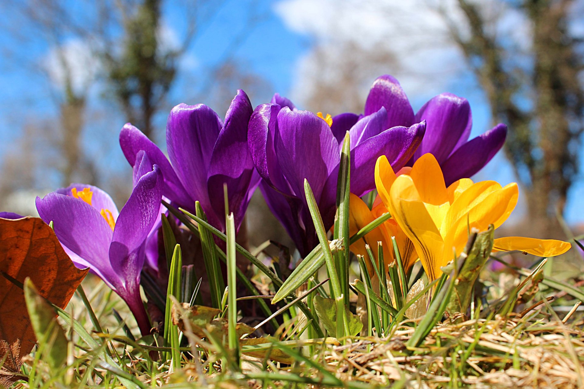 primavera fiori crochi