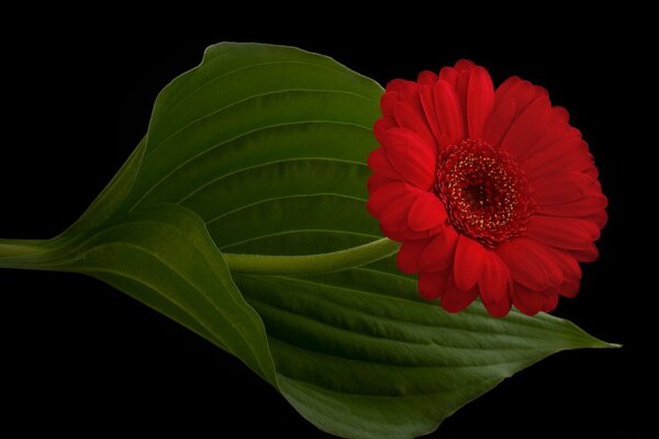 Foglia di Gerber su sfondo nero