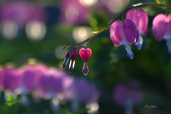 I boccioli rosa dicentras su un ramo assomigliano a un cuore spezzato