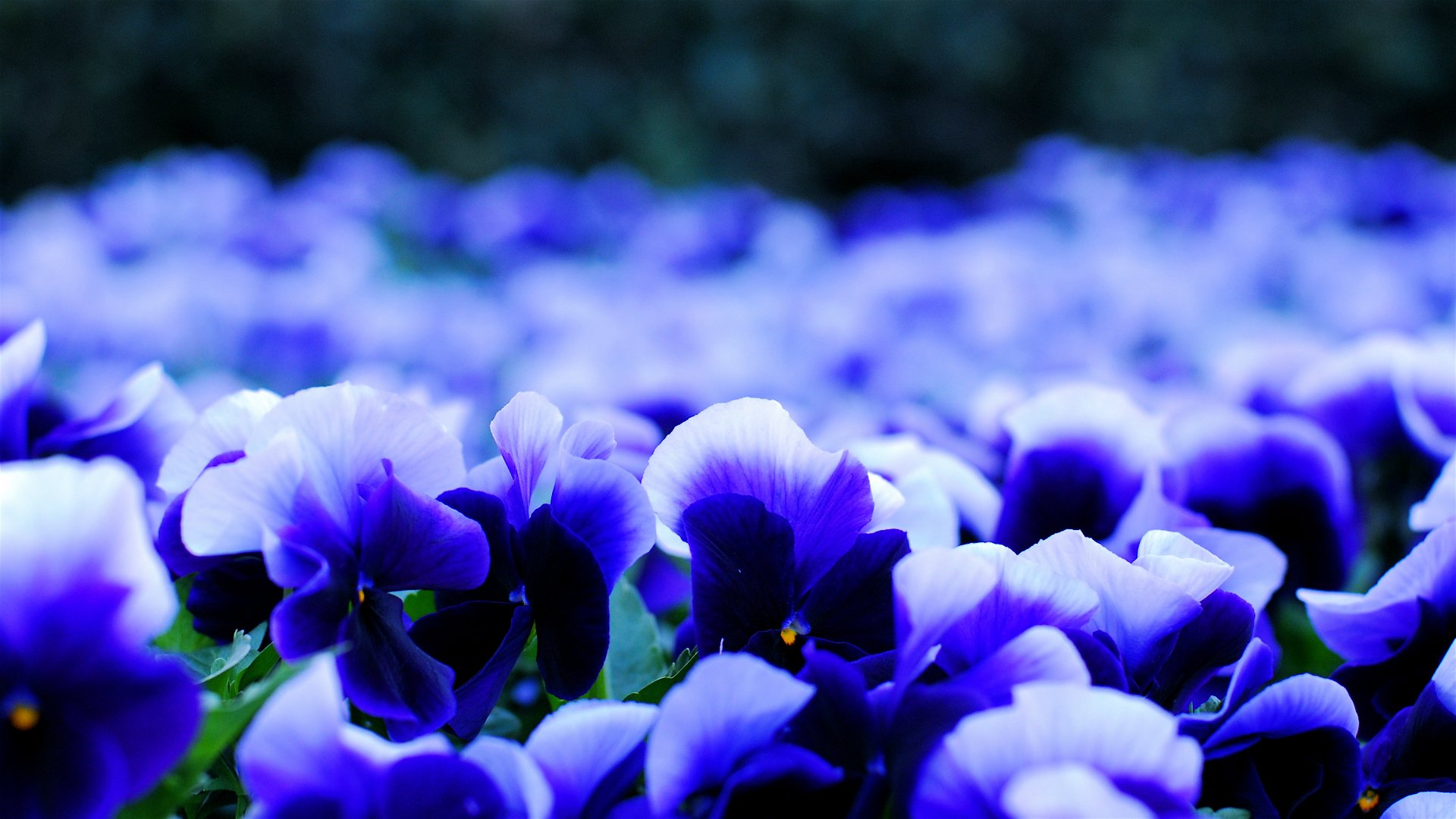 viole del pensiero viola bianco-blu petali fiori sfocatura