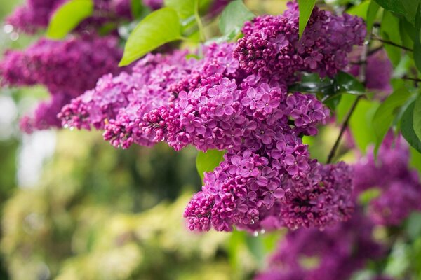 Ramo lilla lilla con tempo sereno
