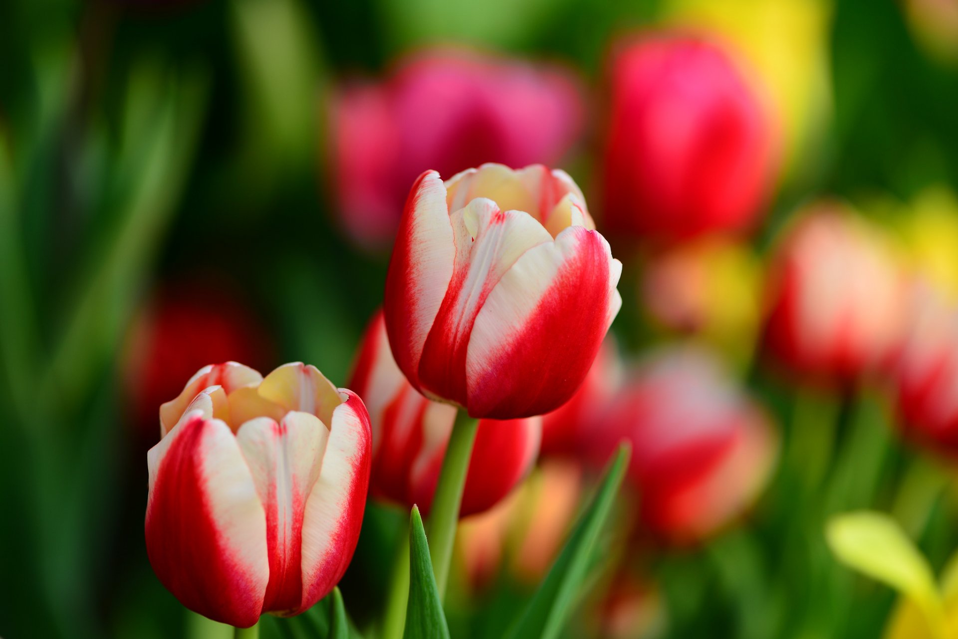 tulipani boccioli rosso e bianco foglie fiori primavera