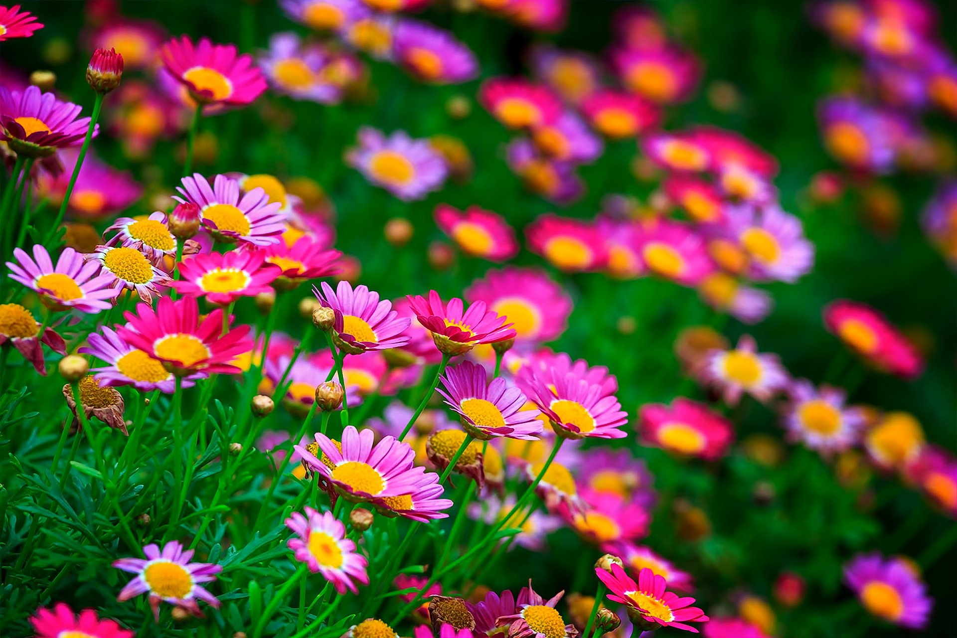 fiori radura natura estate