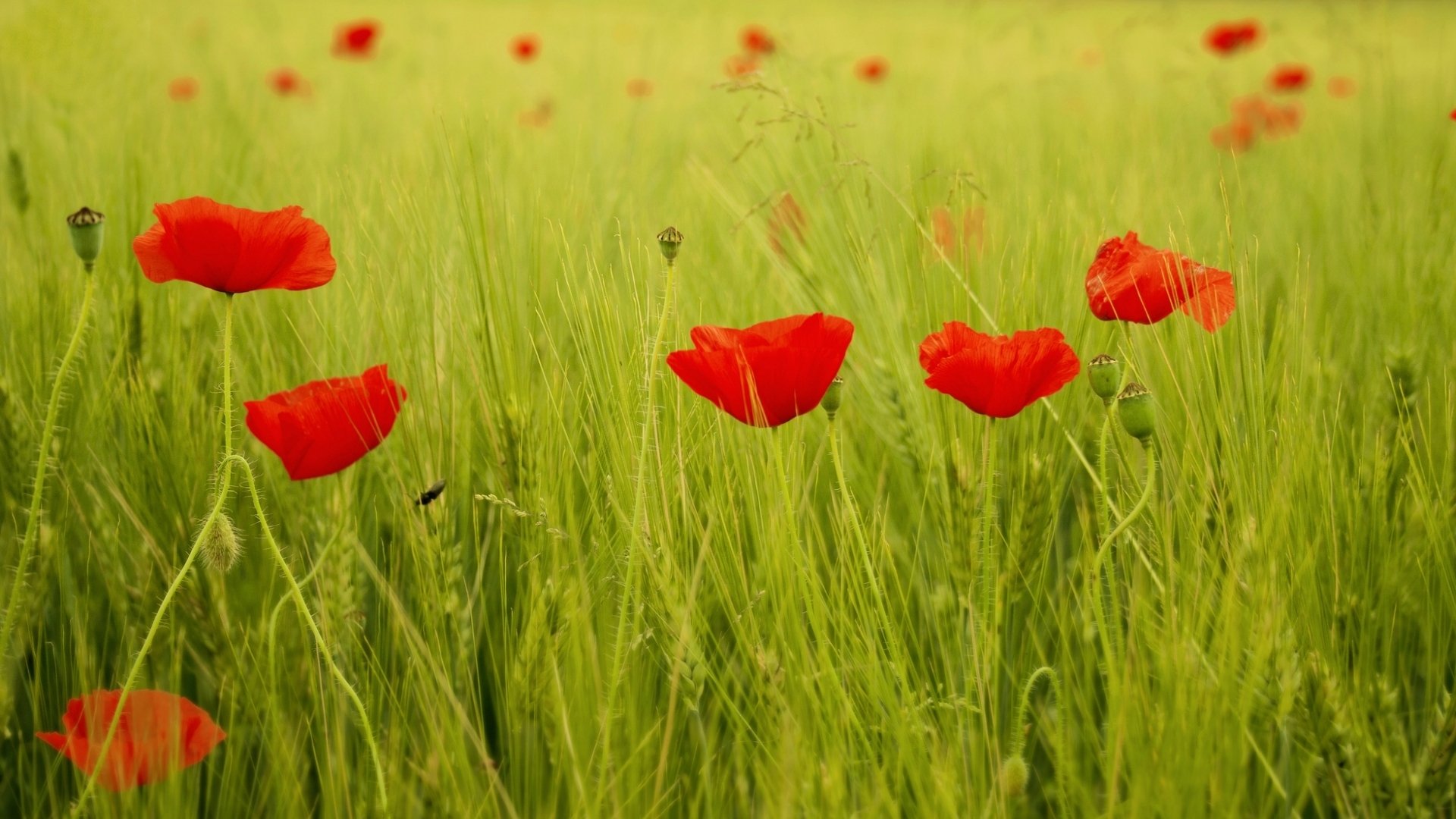 fiori fiori papavero papaveri rosso campo foglie verde erba sfondo carta da parati widescreen a schermo intero widescreen widescreen