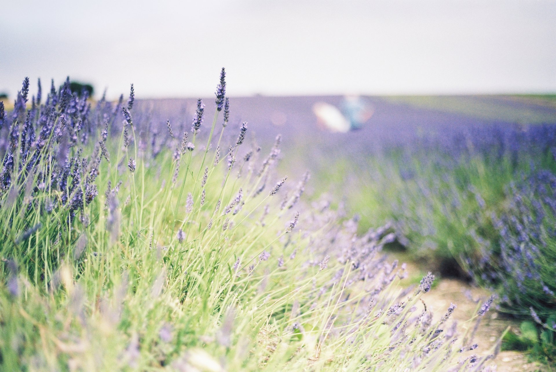 fiori fiori lavanda campo pianta verde sfondo carta da parati widescreen schermo intero widescreen widescreen