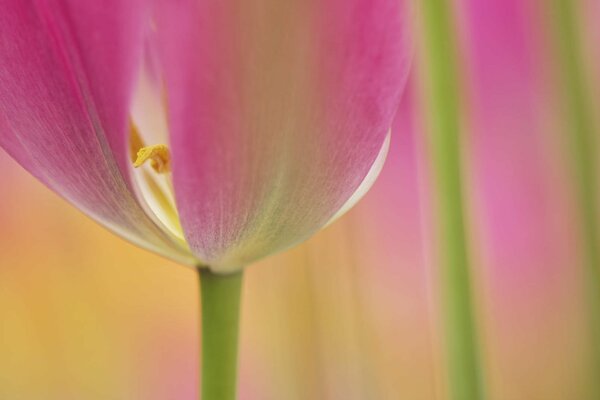 Foto macro del fiore del tulipano