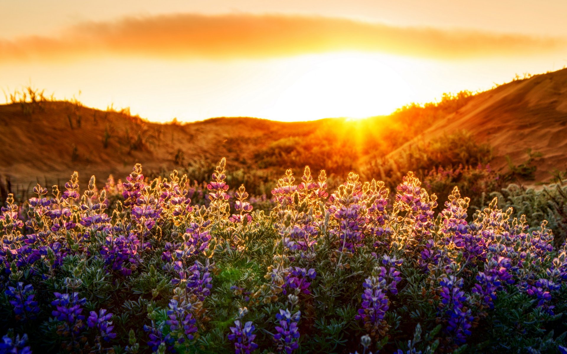 fiori luce natura paesaggio