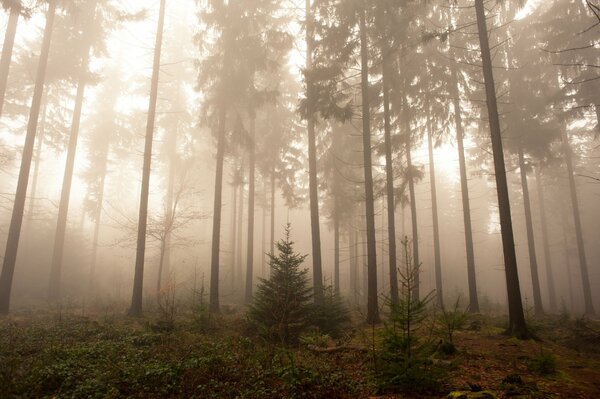 Nebbia nella foresta, natura, Germania