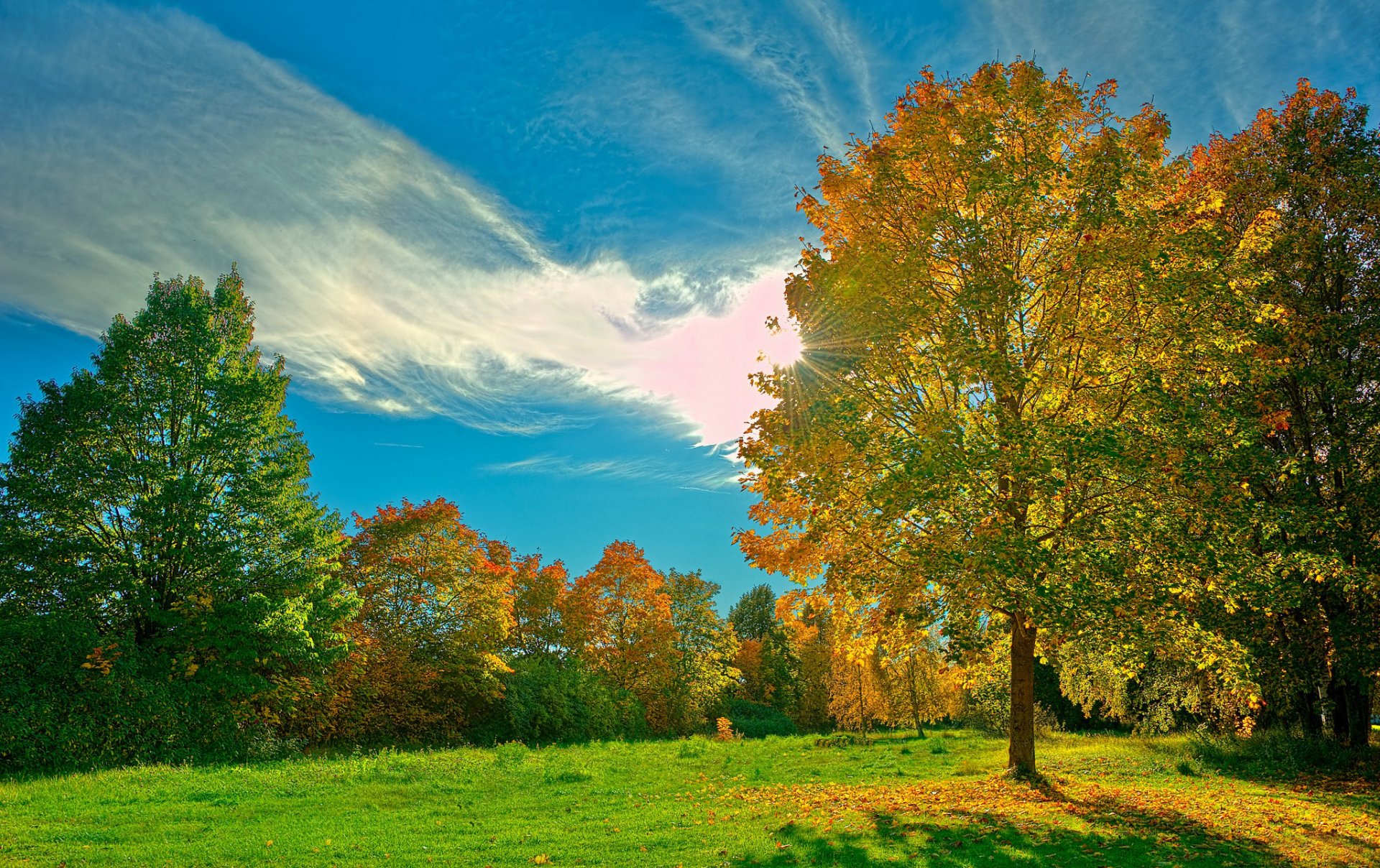 erba prato foresta alberi foglie cielo nuvole raggi sole luce giorno