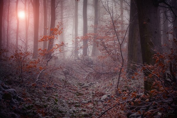 Arbusti induriti nella foresta crepuscolare