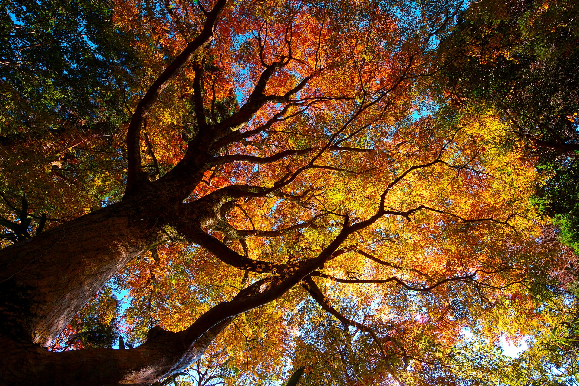 natura alberi corone fogliame autunno