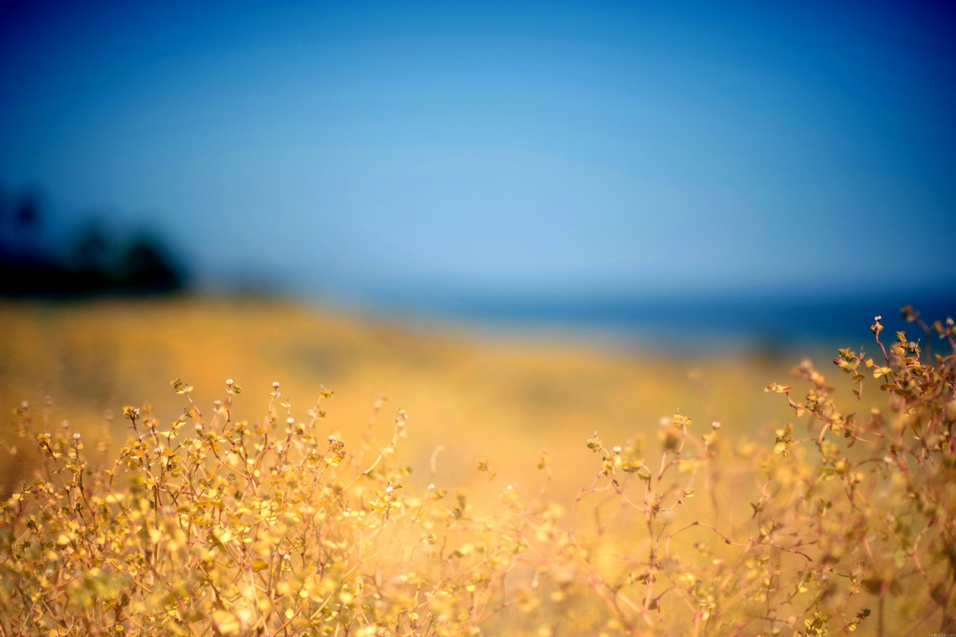 cielo natura campo pianta