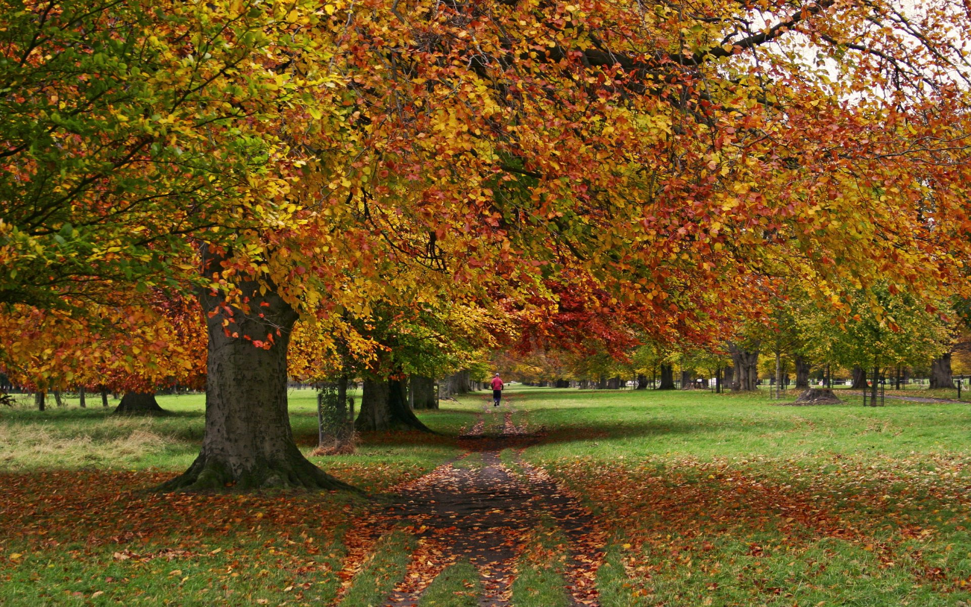 parco autunno alberi