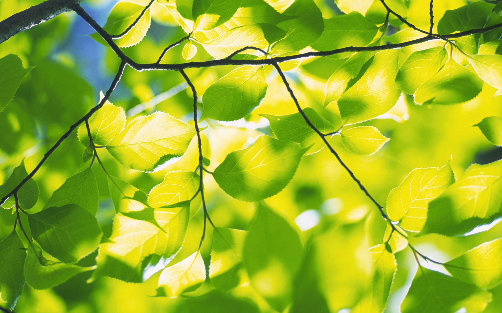 natura primavera foglie fogliame verde freschezza ramo rami albero