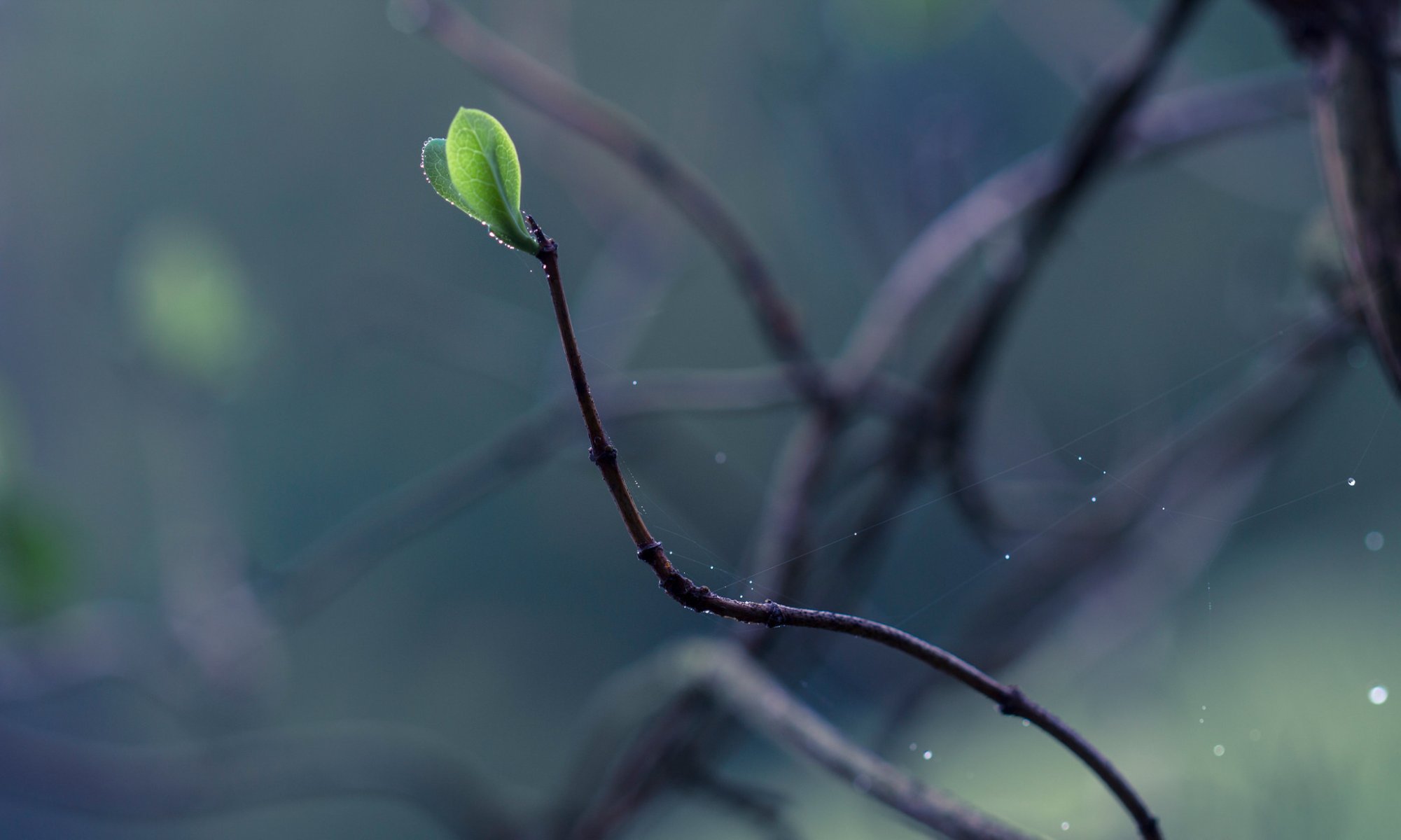 macro rami fogliame putin gocce