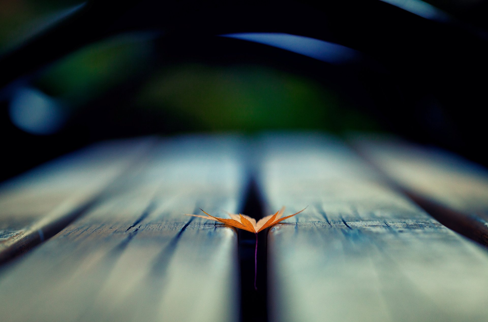 macro foglia foglia albero sfocatura sfondo carta da parati widescreen schermo intero widescreen widescreen