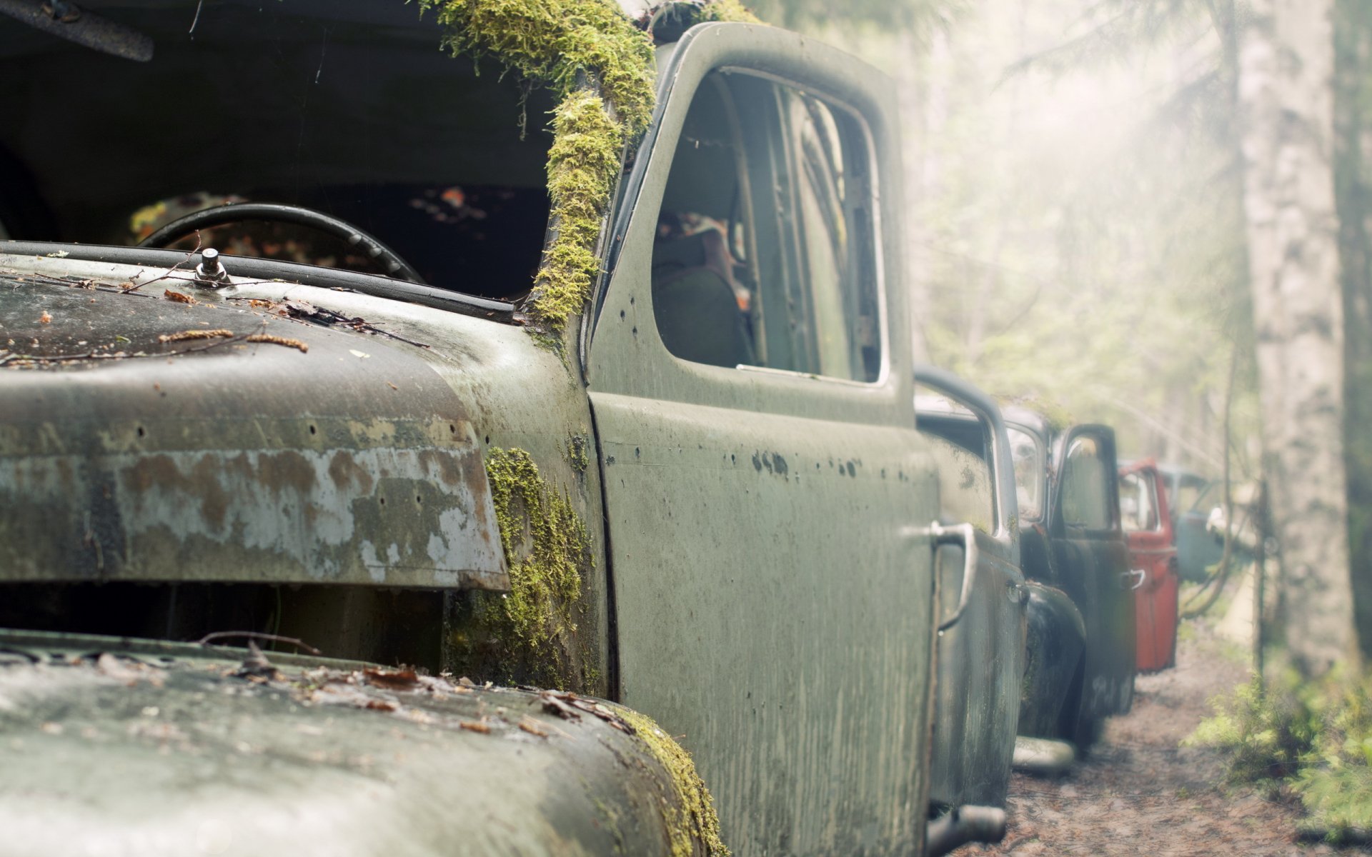 macchine muschio macro rottami