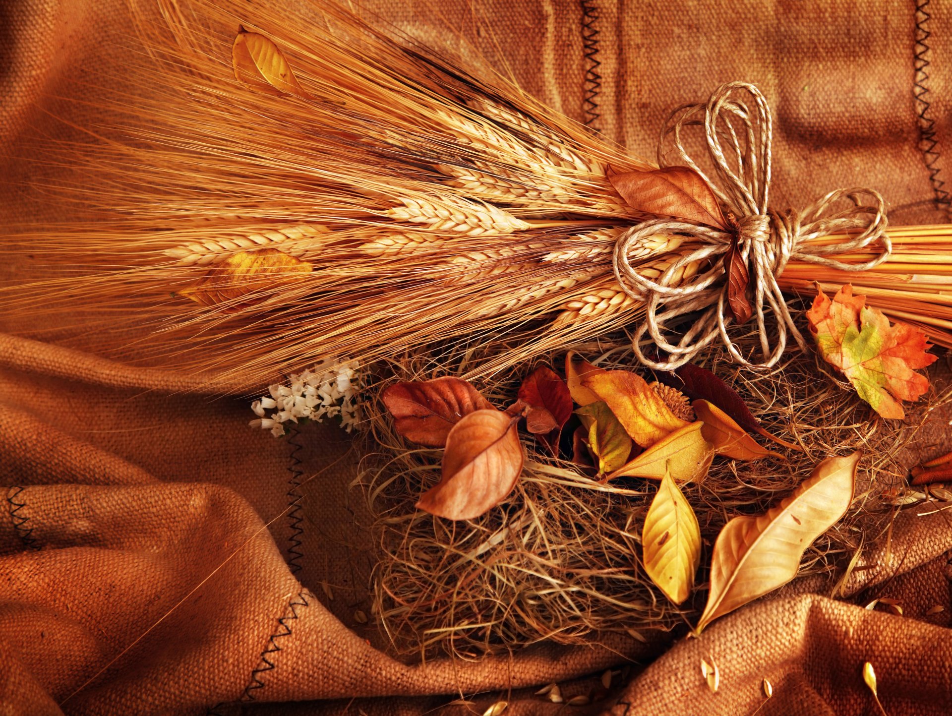 spighe spighette grano grano foglie giallo autunno
