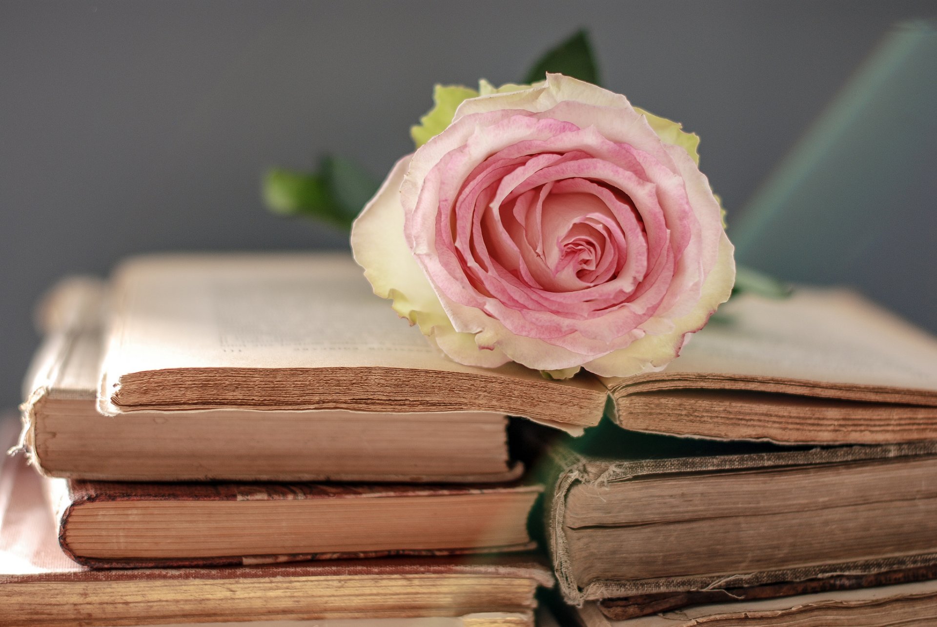 libri fiore rosa delicato
