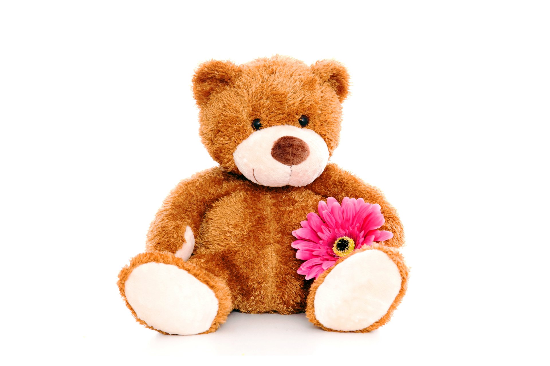 peluche orso giocattolo orsacchiotto fiore