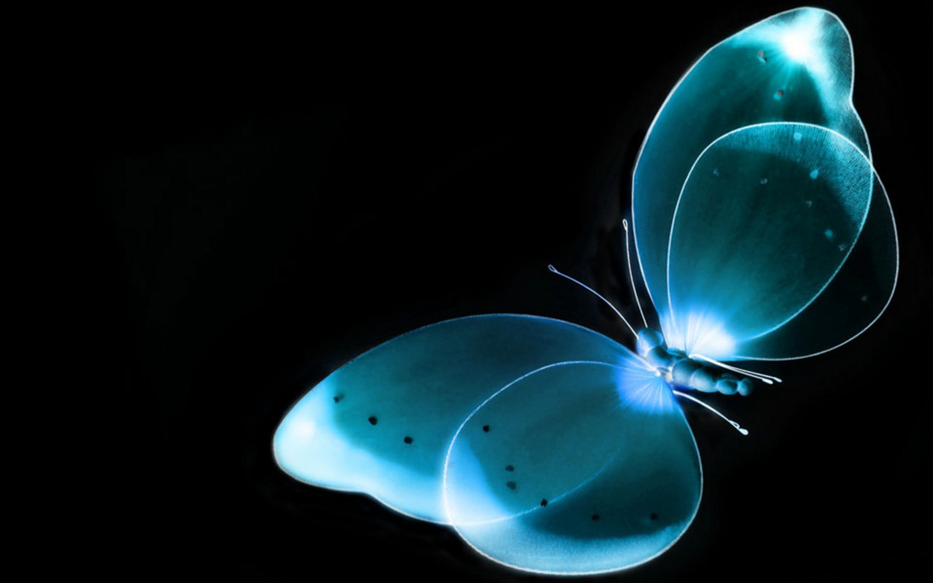 farfalla raggi x sfondo nero