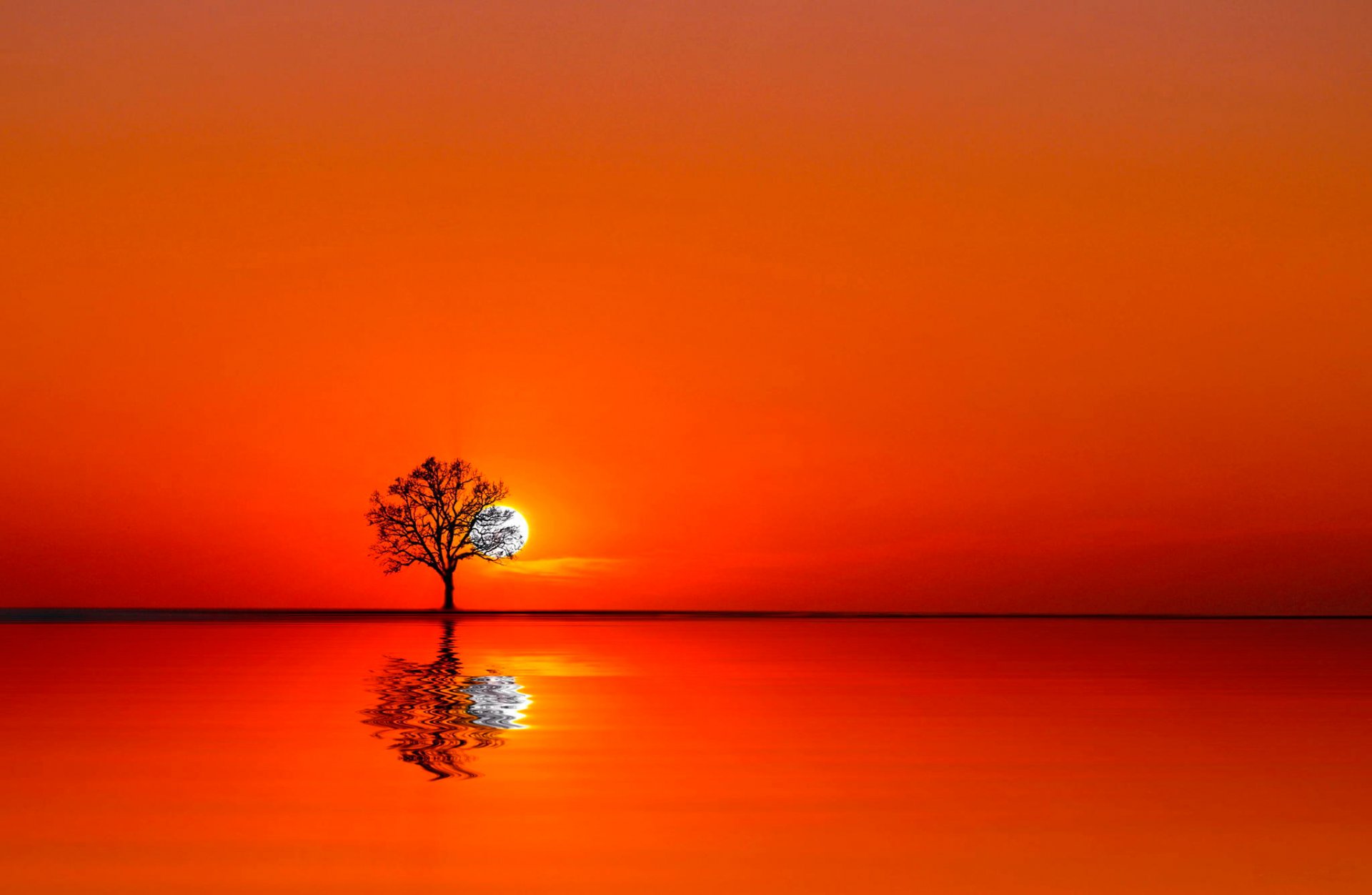 albero acqua tramonto sole