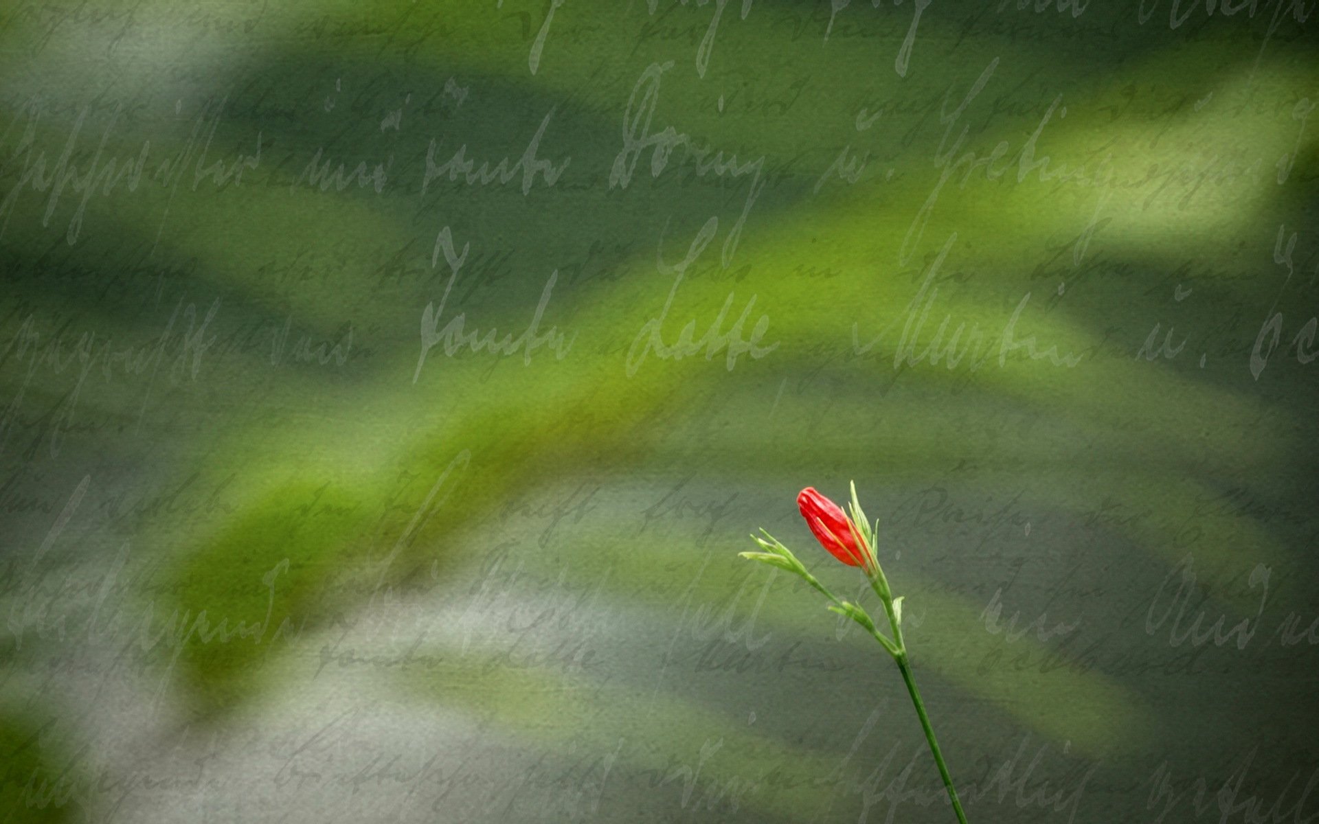 fiore iscrizione stile sfondo