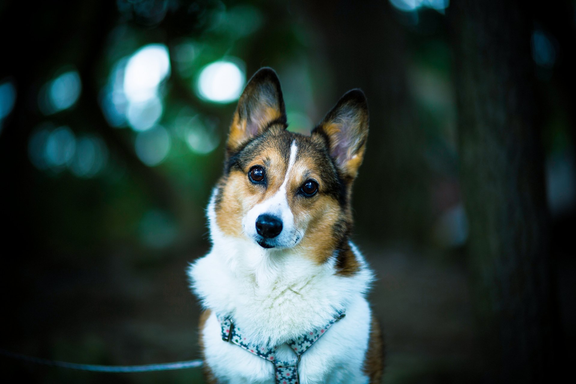 welsh corgi cane amico sguardo bokeh