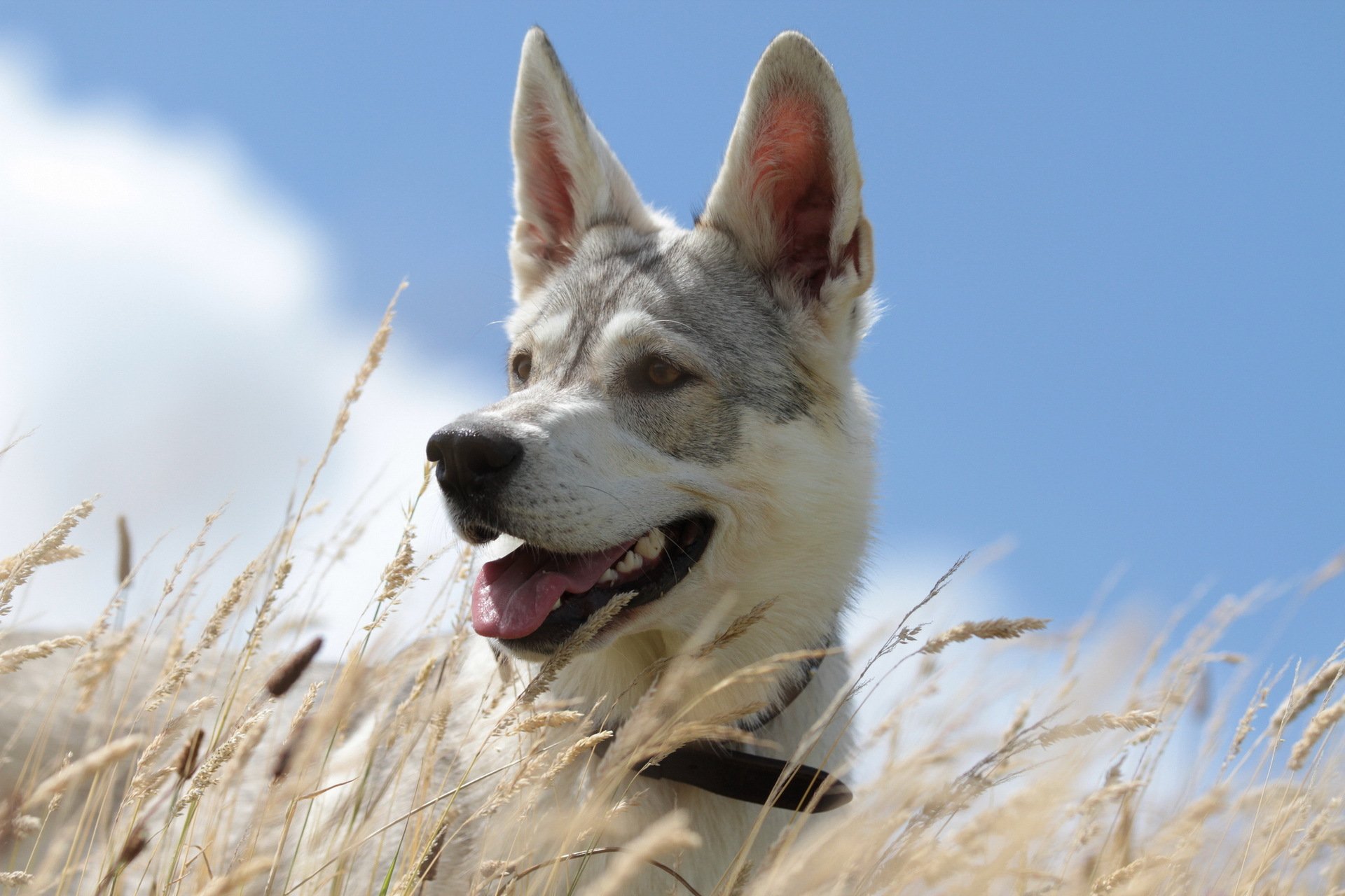 cane estate cielo erba sfondo