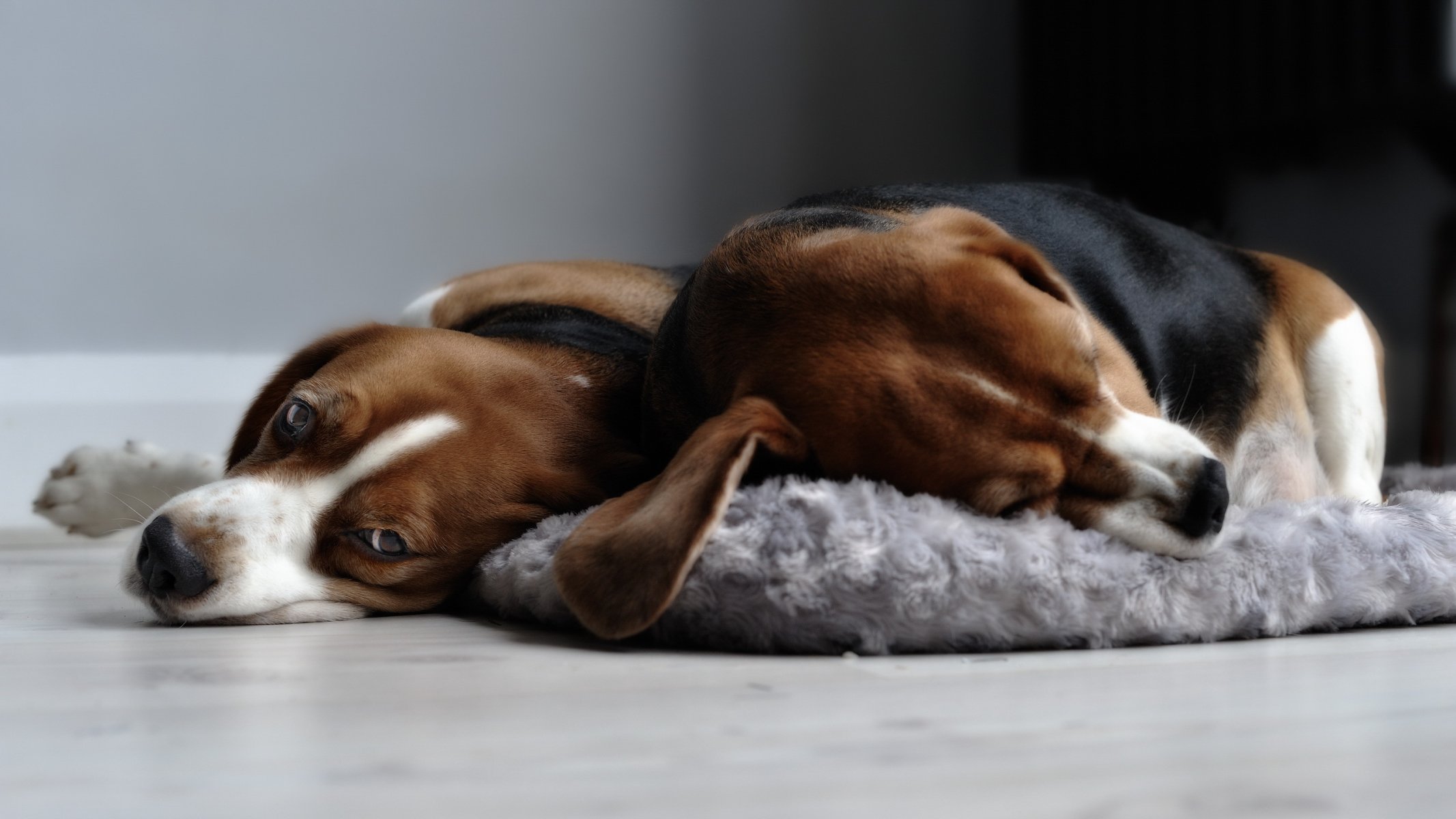 cani beagle casa comfort