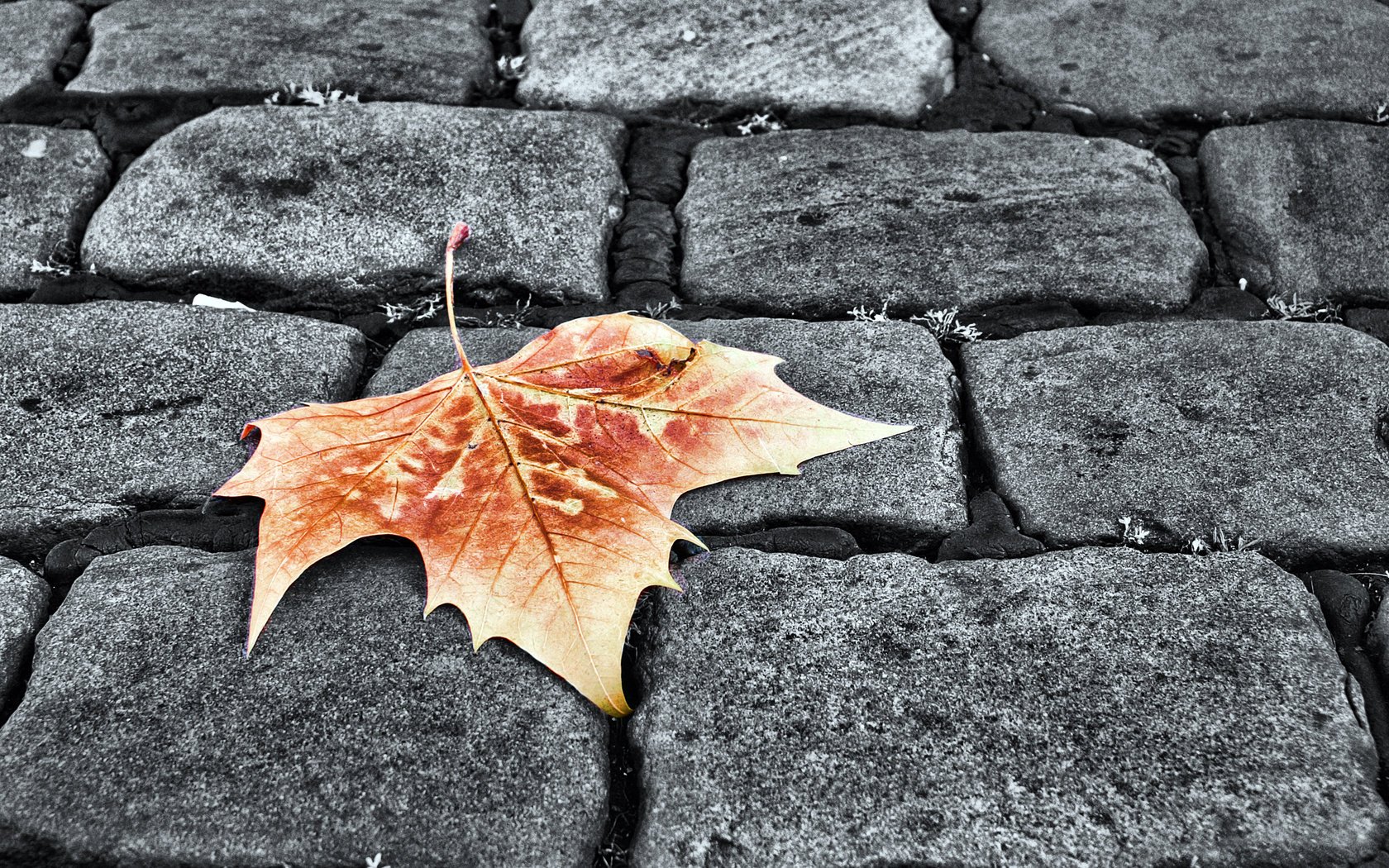 giallo foglia foglia autunno finitrici