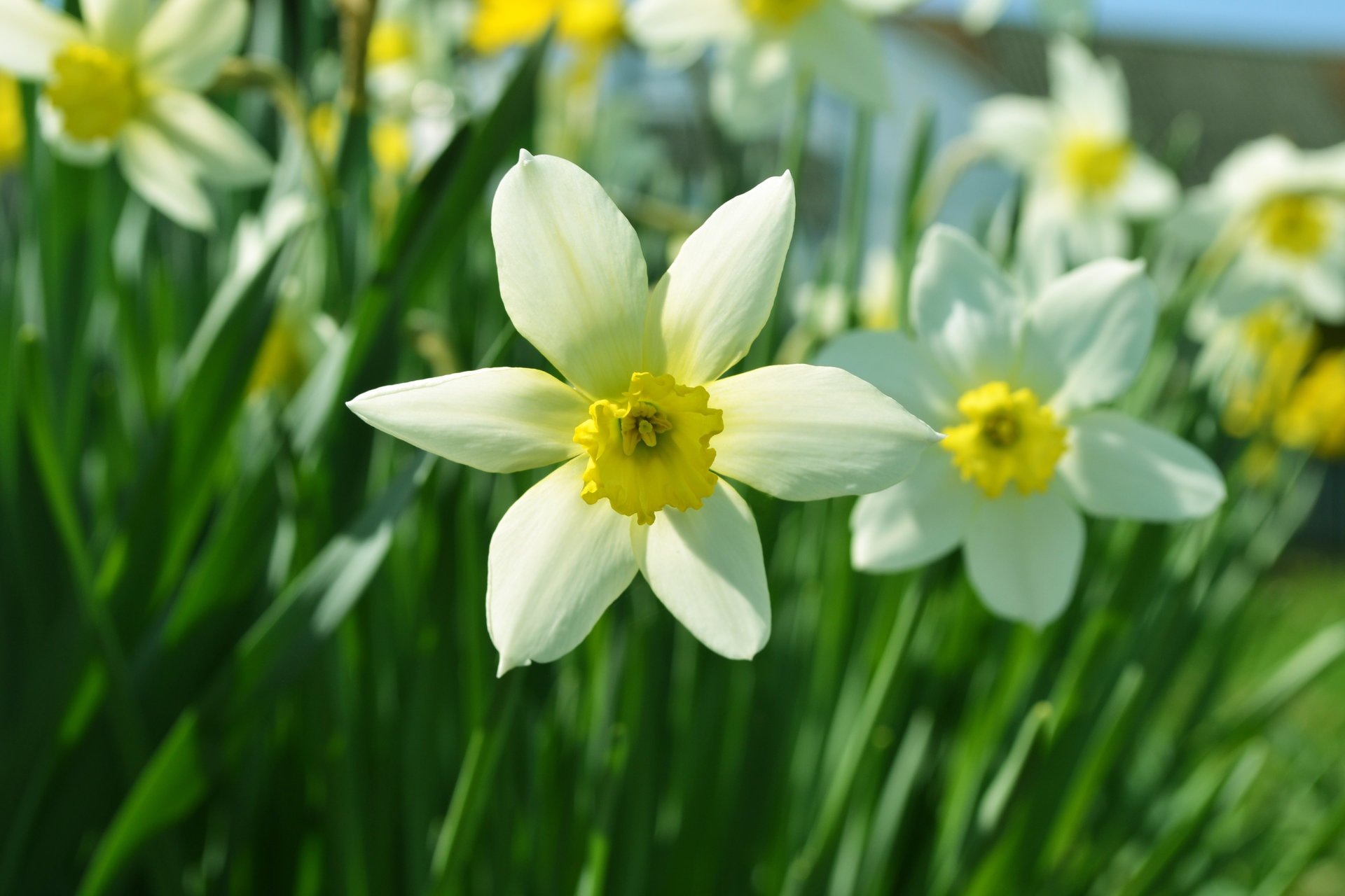 fiori verde estate erba