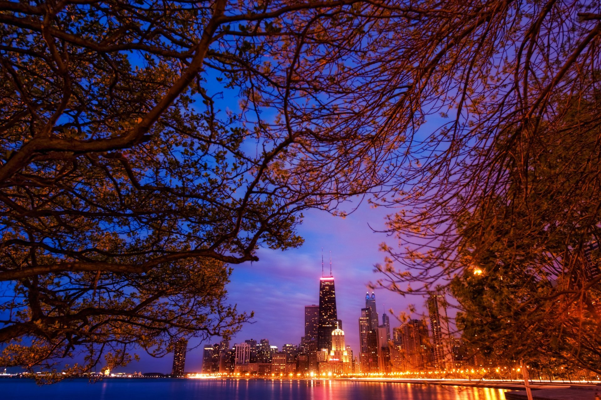 chicago america stati uniti grattacieli notte luci paesaggio rami