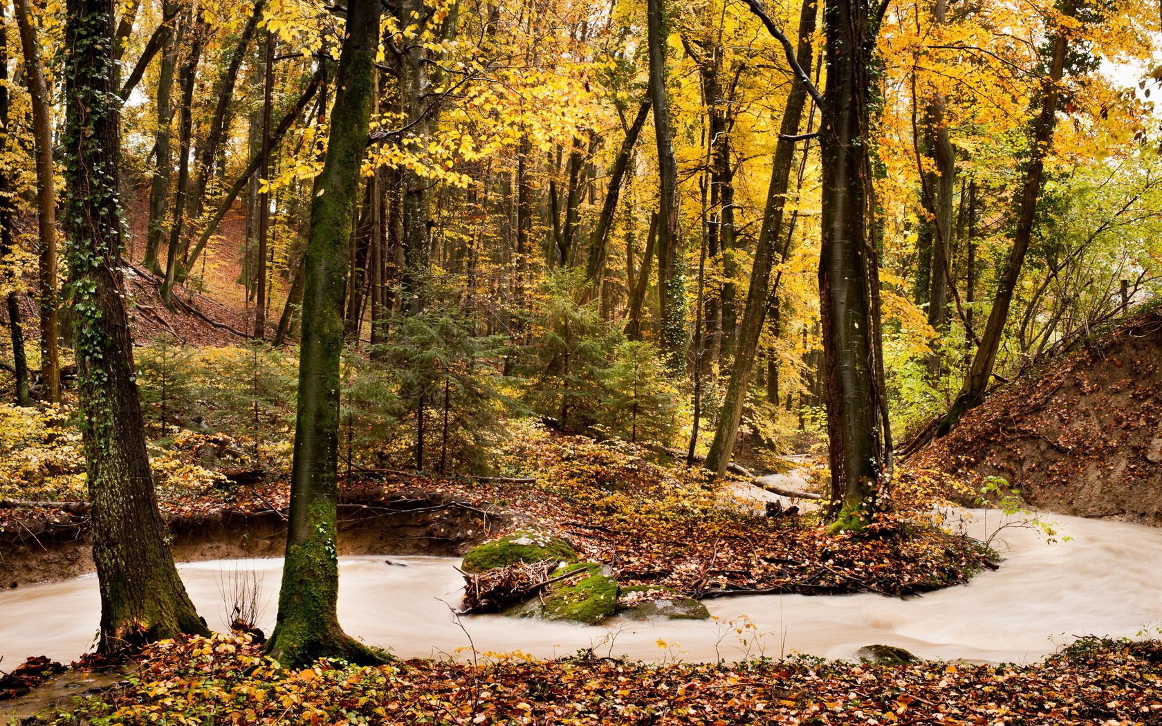 autunno foresta natura