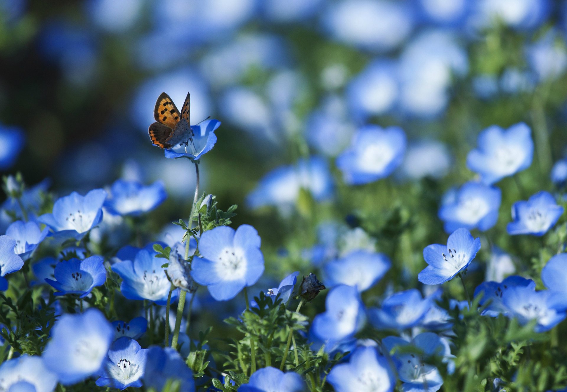 fiori nemophila blu petali