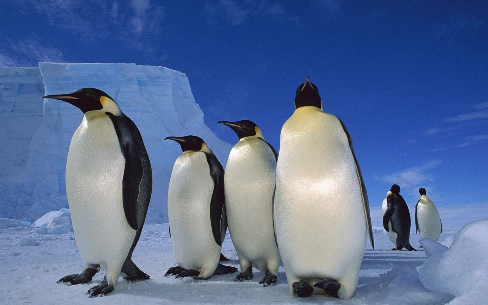 neve pinguini ghiaccio