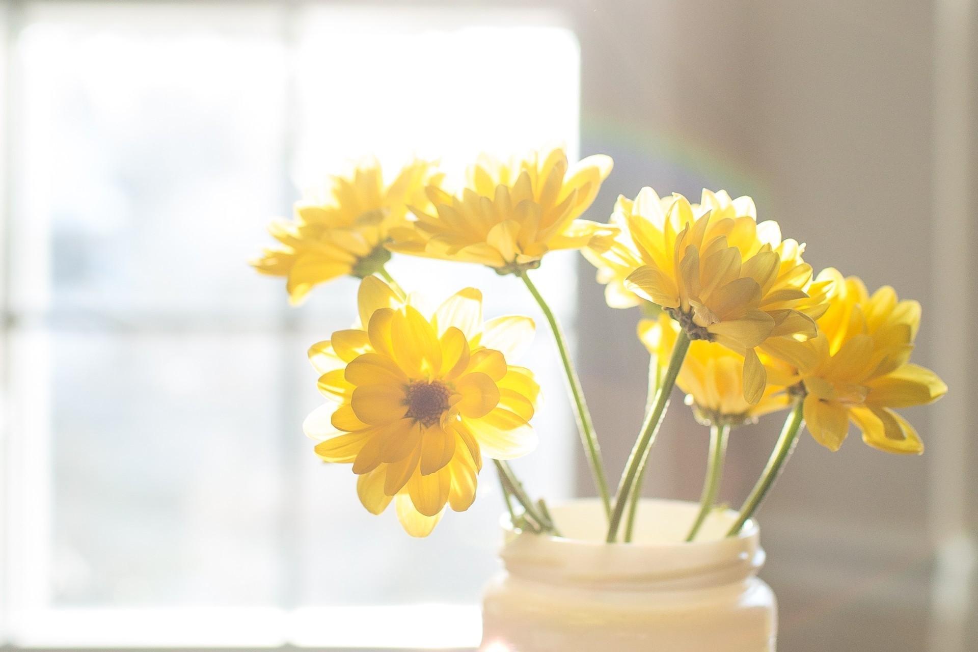 luminoso allegro giallo fiori luce del sole