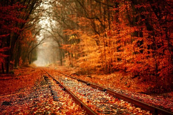 Foresta colorata in autunno vicino alla ferrovia