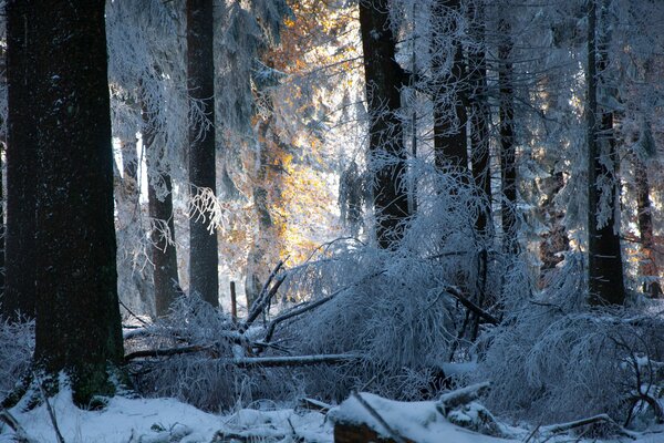 Foresta invernale alberi nella neve