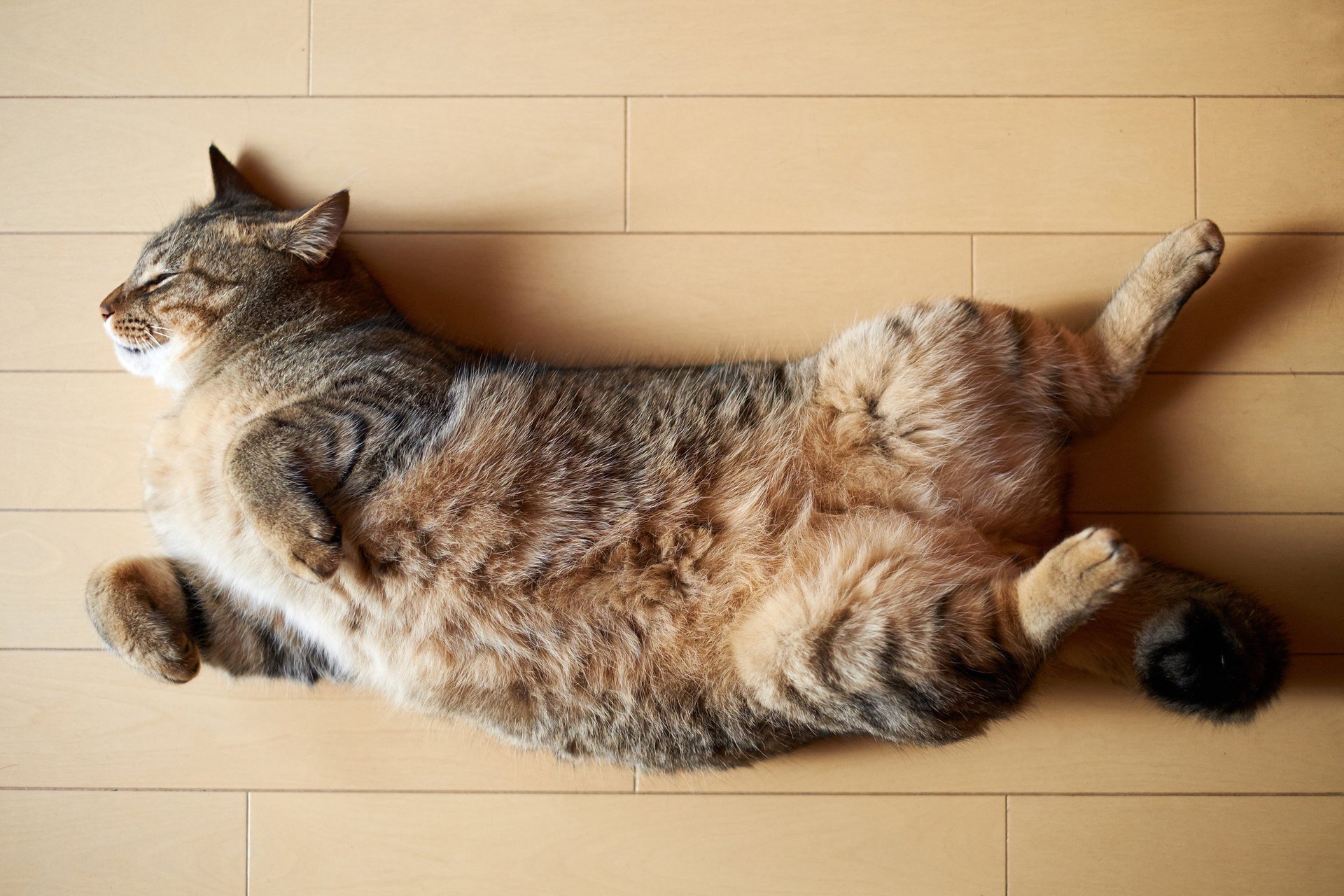 gatto gatto sdraiato sul pavimento dormire dormire