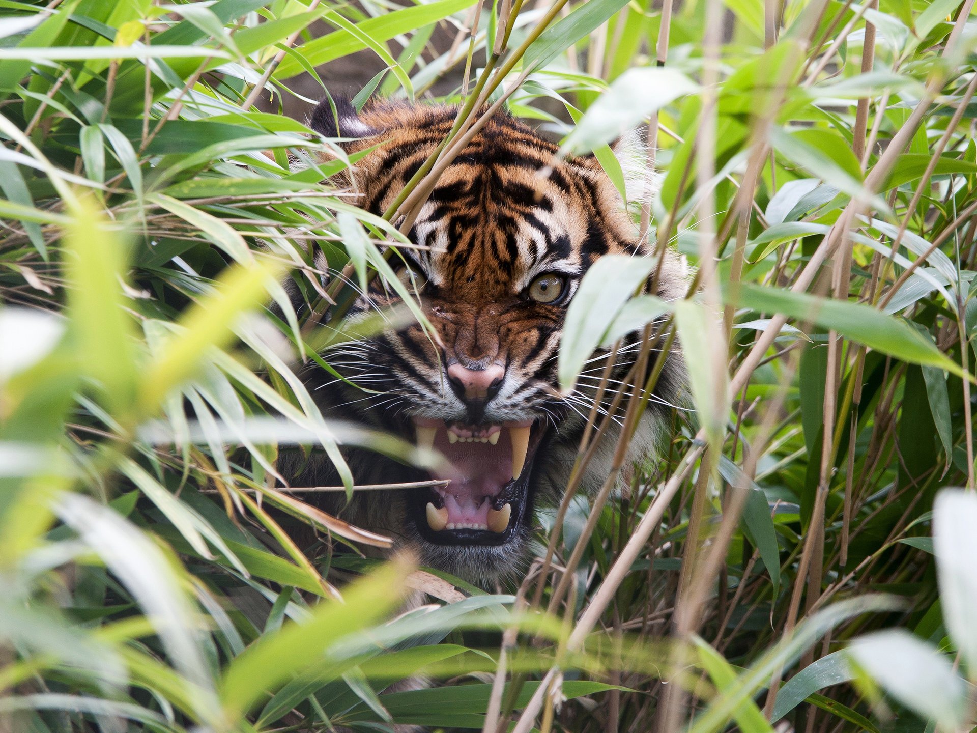 tigre bocca erba zanne rabbia predatore