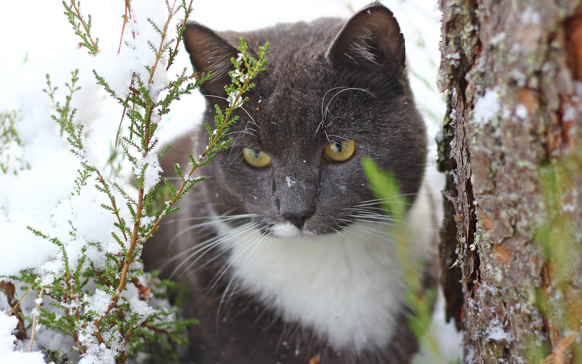 gatto neve albero gatto tronco thuja