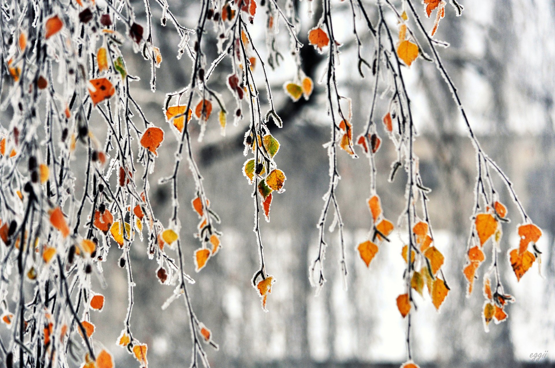 rami gelo autunno gelo foglie