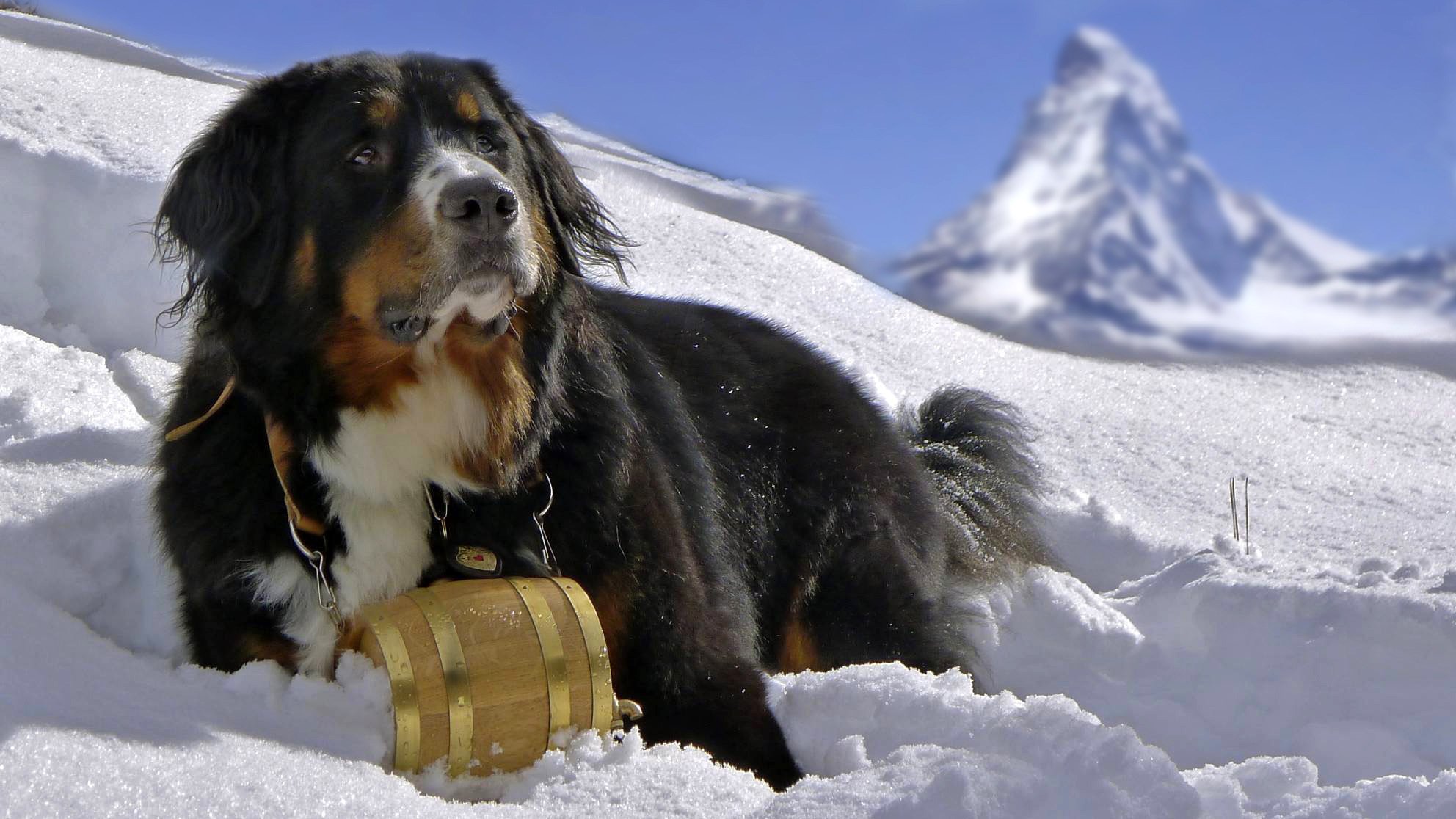 berner sennenhund bovaro bernese cane neve cane montagne