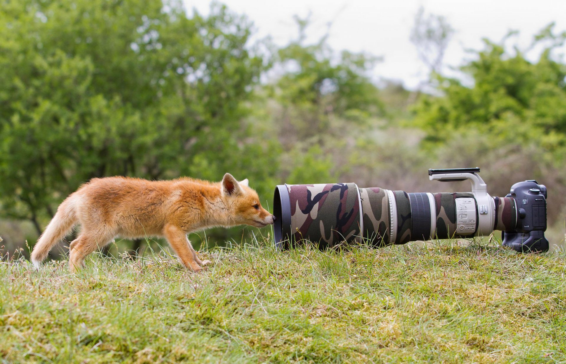volpe animale natura erba macchina fotografica macchina fotografica lente curiosità