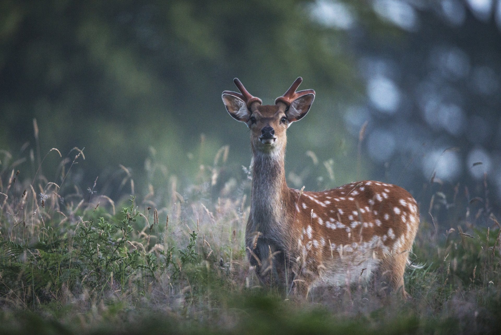 cervo. natura abbagliamento erba