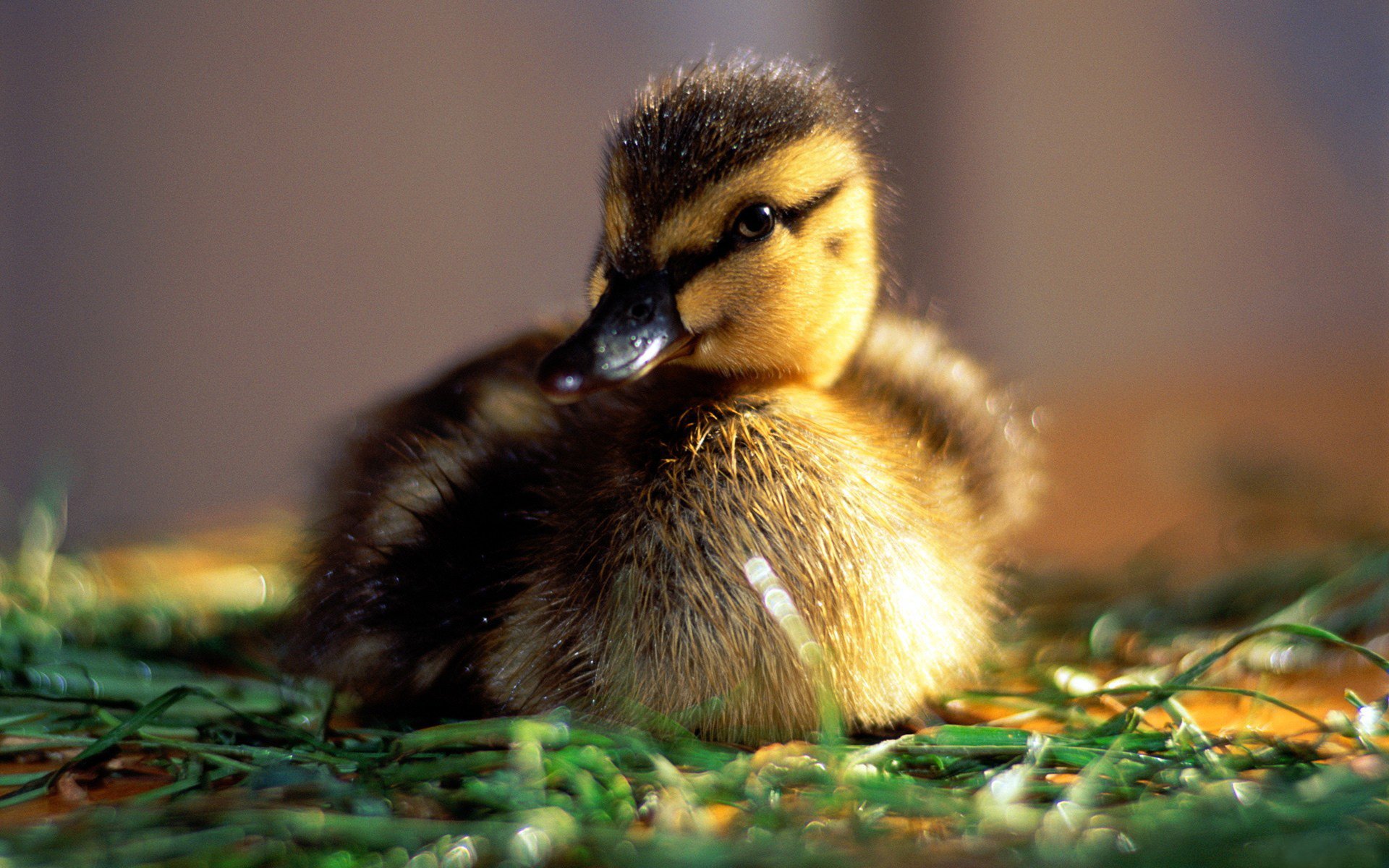 mattina rugiada umore bambino sole