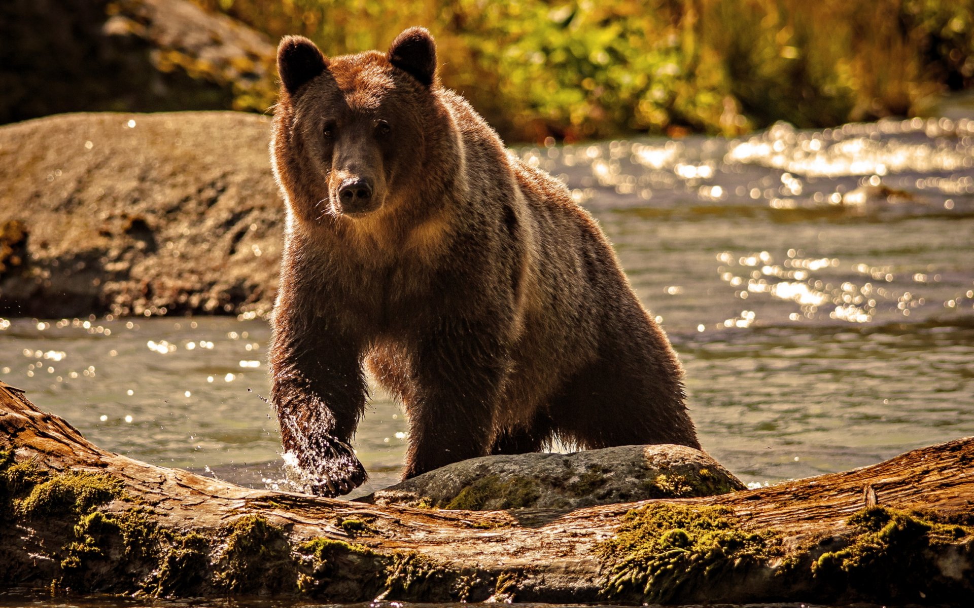 orso acqua fiume natura
