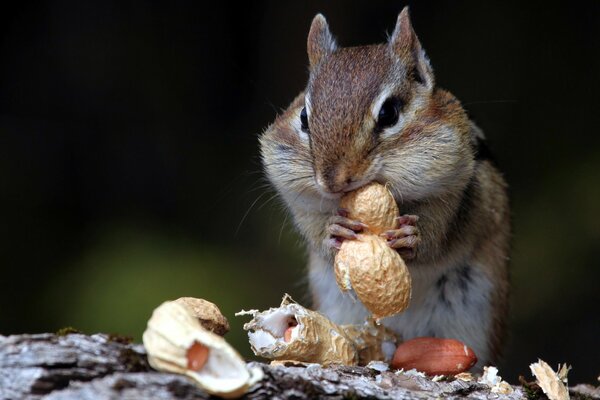 Chipmunk mangia noci in natura